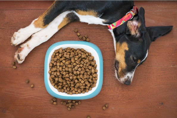 Dog looking hopefully at food on a kitchen counter