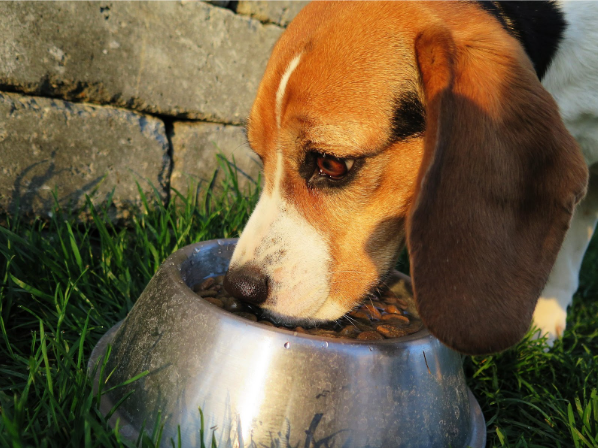 Assorted foods that are unsafe for dogs
