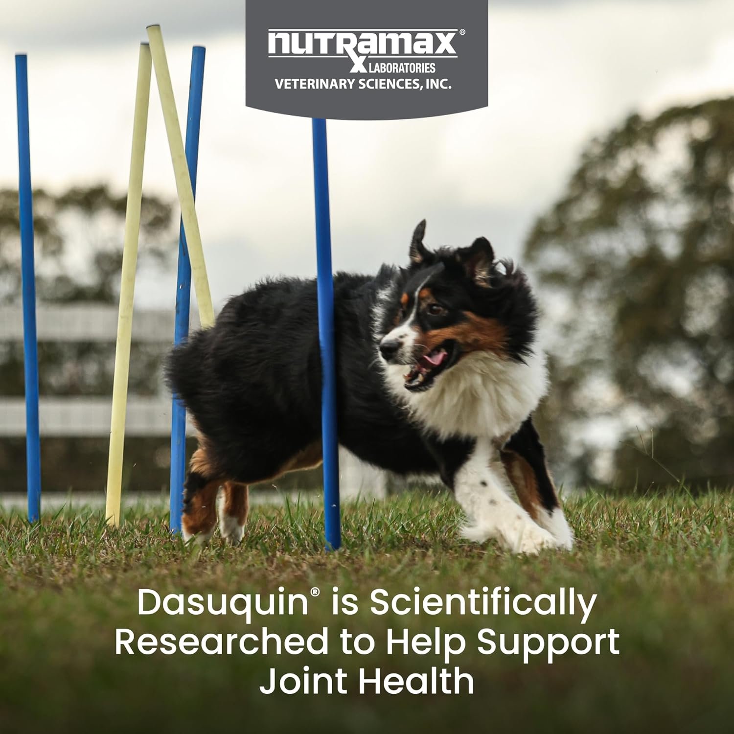 Nutramax Dasuquin for Large Dogs, Joint Health Supplement ...