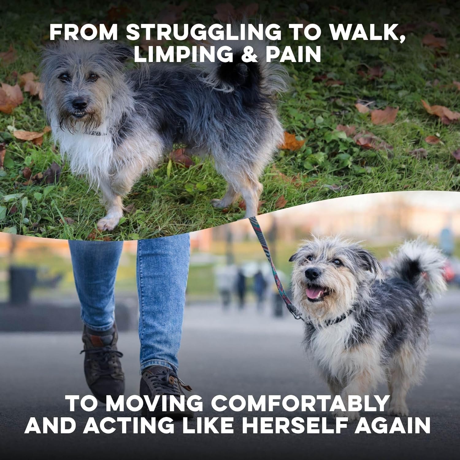 Walk-Easy Cat & Dog Joint Pain Relief, Effective ...