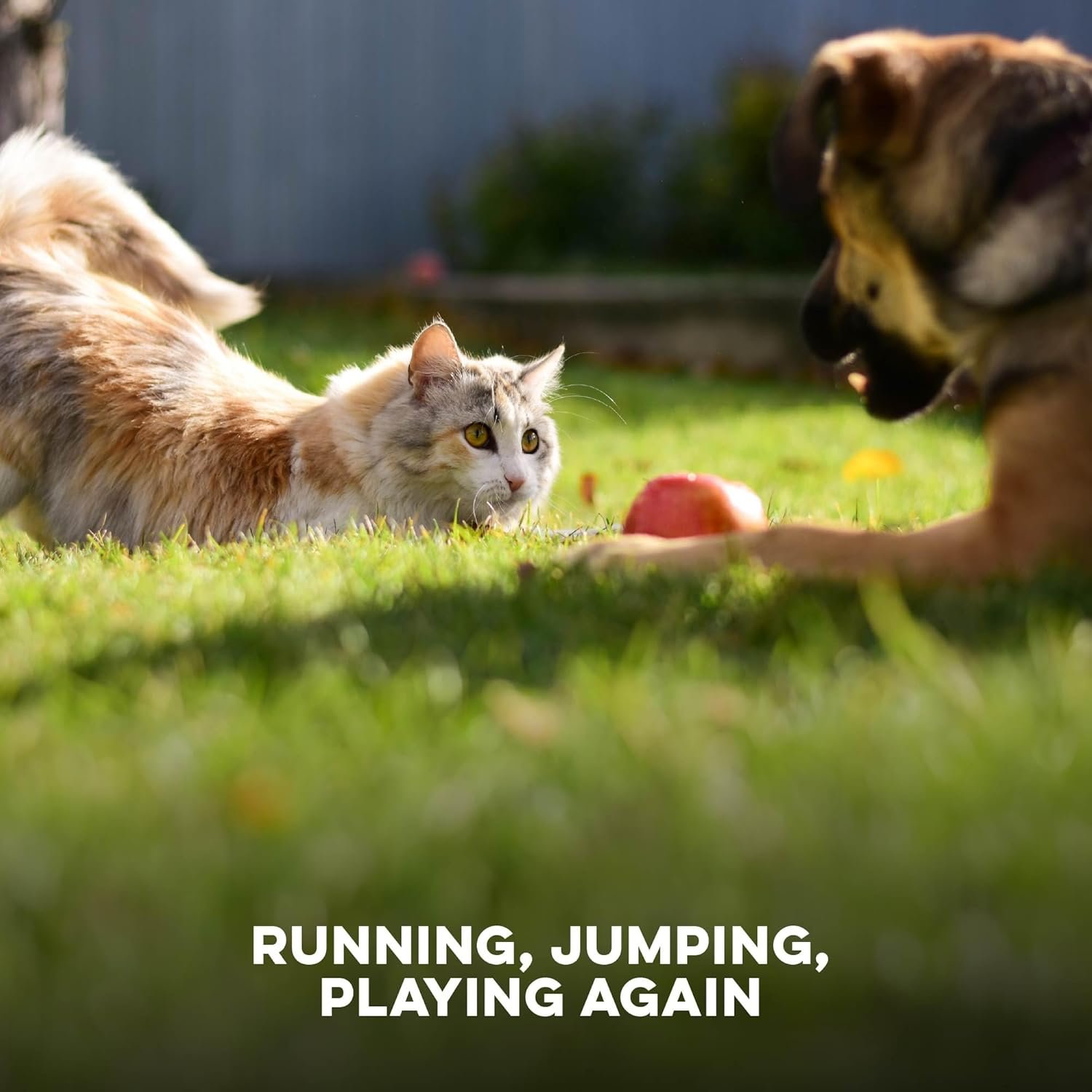 Walk-Easy Cat & Dog Joint Pain Relief, Effective ...